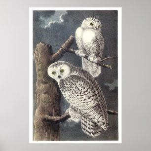 Audubon Snowy Owls Poster oder Print