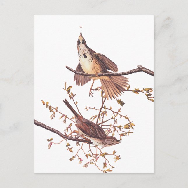 Audubon Song Sparrow mit Tiny Spider Postkarte (Vorderseite)
