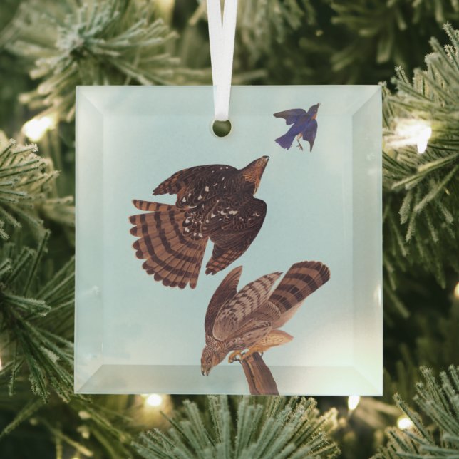 Audubon Stanley's Hawk Jagd auf einen Blauen Vogel Ornament Aus Glas (Insitu)