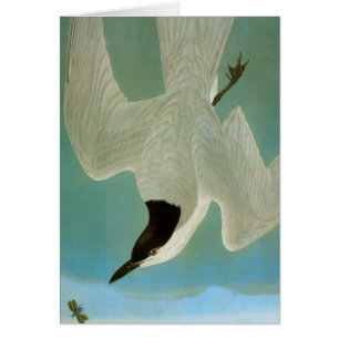 Audubon : Sterne à bec de goélands