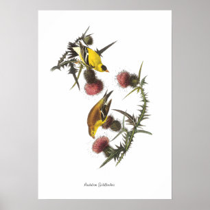 Audubon-Stieglitz-Vogelposter Poster