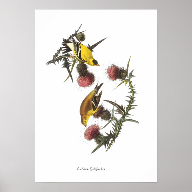 Audubon-Stieglitz-Vogelposter Poster (Vorne)