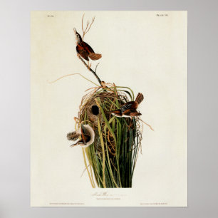 Audubon-Sumpfrohrsänger Poster