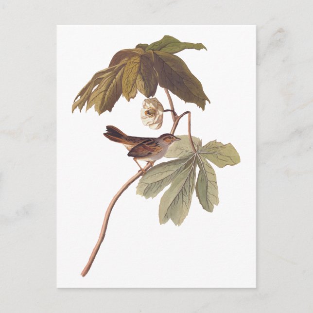 Audubon Swamp Sparrow Bird on Wild Mandrake Postkarte (Vorderseite)