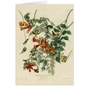 Audubon Throsé de colibri