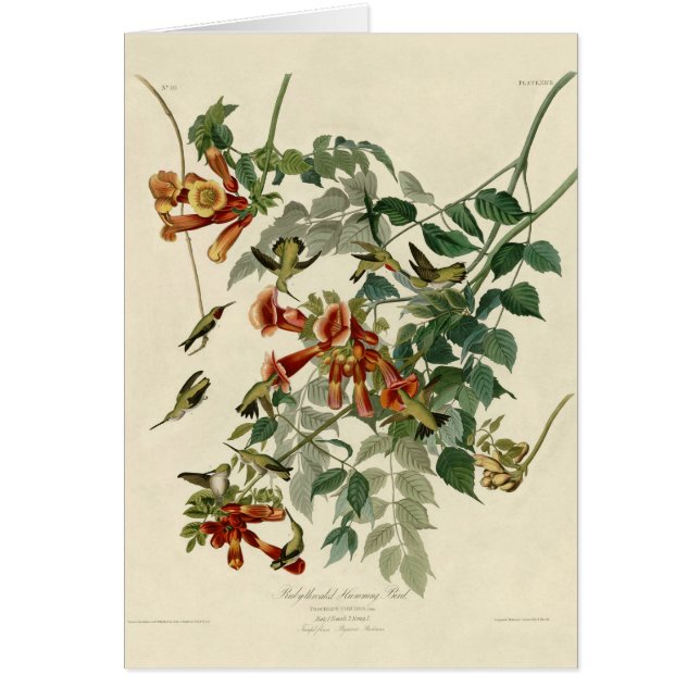 Audubon Throsé de colibri (Devant)