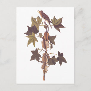 Audubon Traill's Flycatcher Songbird Postkarte