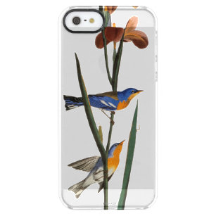 Audubon: Trällerer Durchsichtige iPhone SE/5/5s Hülle