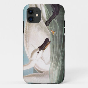 Audubon: Trompeters-Schwan title_seo2