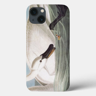 Audubon: Trompeters-Schwan title_seo2