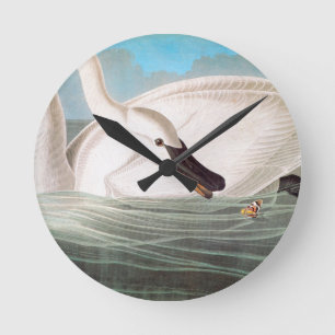 Audubon: Trompeters-Schwan Runde Wanduhr