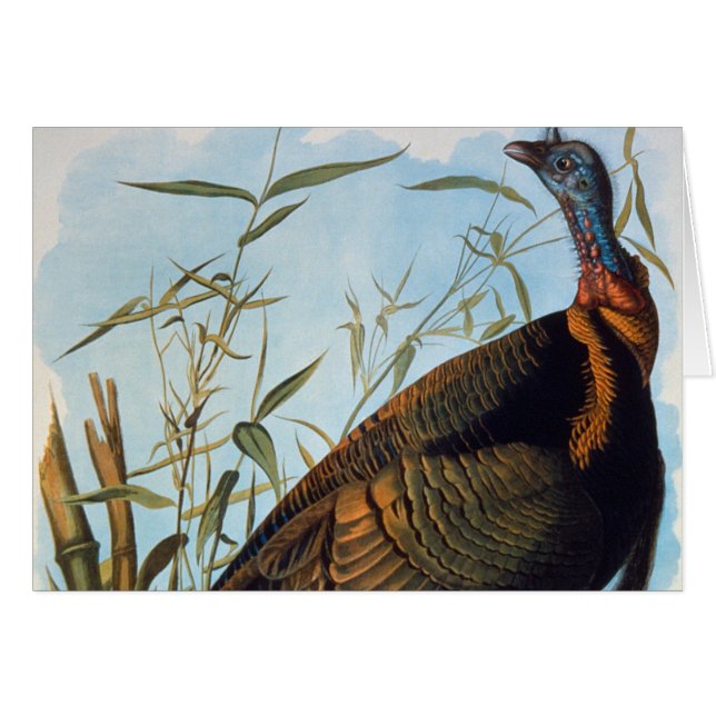 Audubon : Turquie sauvage (Devant Horizontal)
