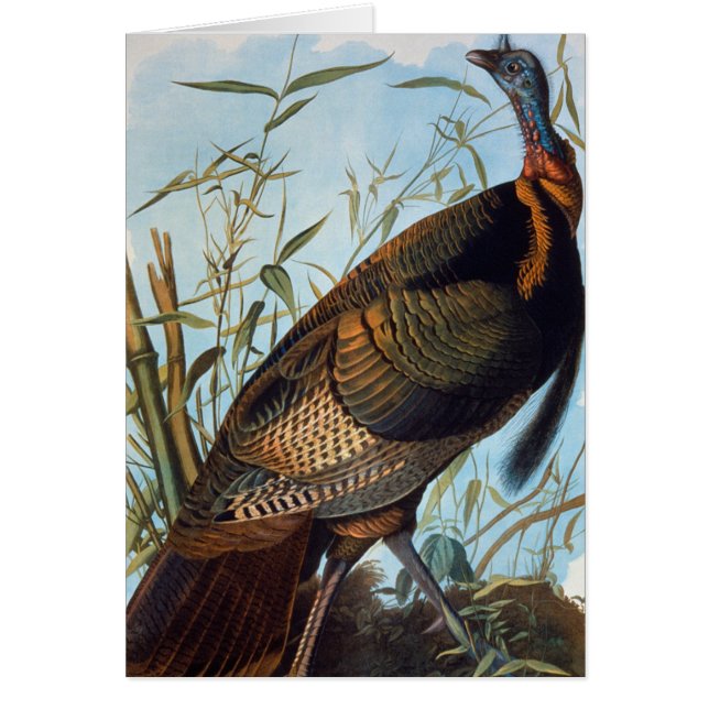 Audubon : Turquie sauvage (Devant)