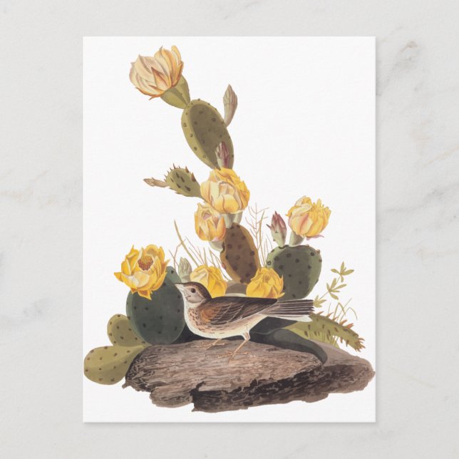 Audubon Vesper Sparrow und Prickly Pear Cactus Postkarte (Vorderseite)