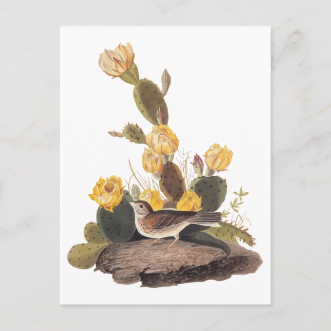 Audubon Vesper Sparrow und Prickly Pear Cactus Postkarte (Vorderseite)