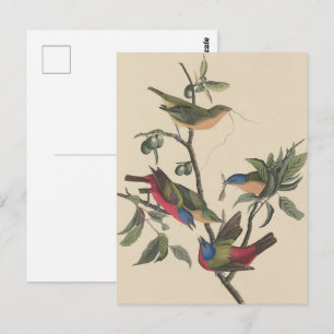 Audubon Vibrant Painted Bunting Wildlife Painting Postkarte