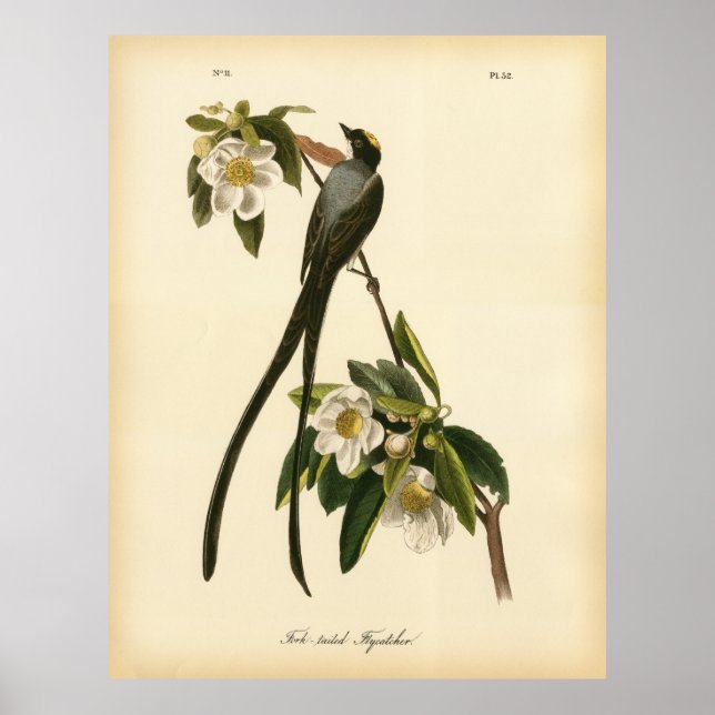 Audubon Vintag Floral Bird Gabelschwanz Flycatcher Poster (Vorne)