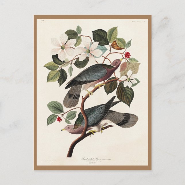Audubon, Vögel von Amerika, Taube, Natur, Vintag Postkarte (Vorderseite)