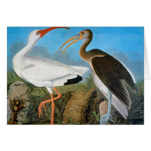 Audubon: White Ibis