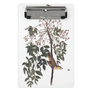 Audubon White Mit Augen Vireo Song Bird Kunst Mini Klemmbrett