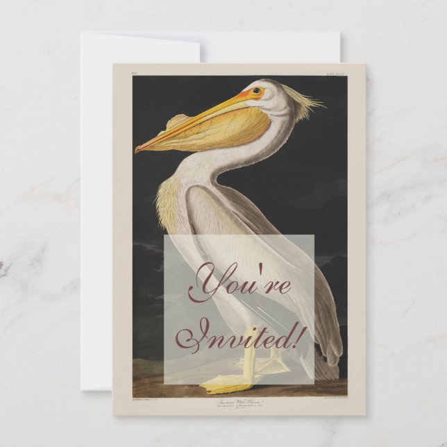 Audubon White Pelican Bird America Einladung (Vorderseite)