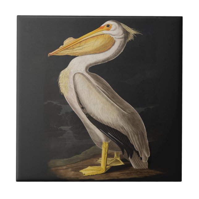 Audubon White Pelican Bird America Fliese (Vorderseite)