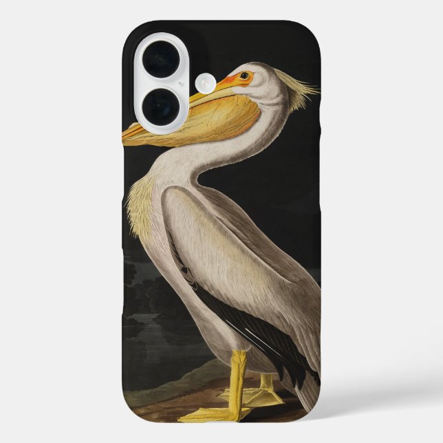 Audubon White Pelican Bird America title_seo2 (Rückseite)