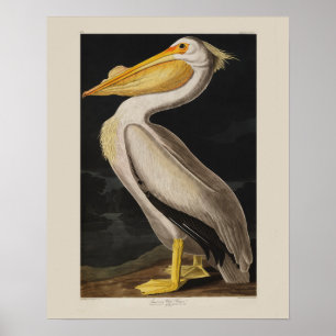 Audubon White Pelican Bird Vintag Print Poster