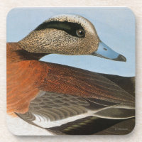 Audubon: Wigeon
