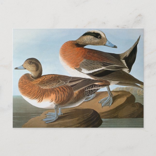 Audubon: Wigeon Postkarte (Vorderseite)