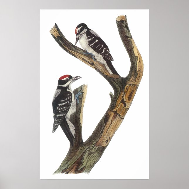 Audubon Woodpecker Poster (Vorne)