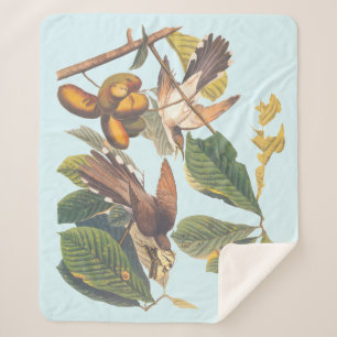 Audubon Yellow Billed Cuckoo Sherpadecke