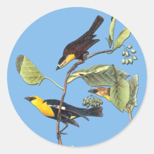 Audubon Yellow Headed Blackbird Bird Art Stickers