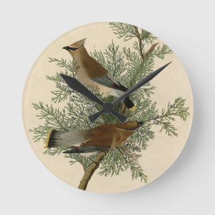 Audubon Zedrachs-Zipfelsperling Runde Wanduhr