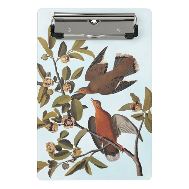 Audubon Zenaida Dove mit Blume Mini Klemmbrett (Vorderseite)
