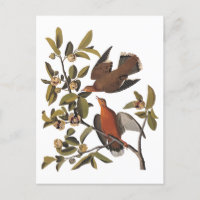 Audubon Zenaida Dove mit Blume