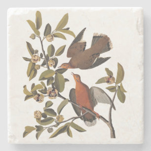Audubon Zenaida Dove mit Blume Steinuntersetzer