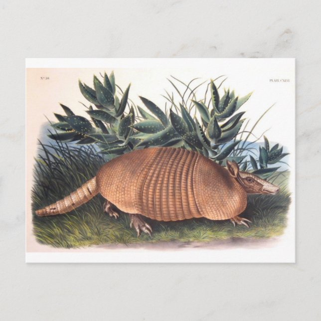 Audubons Armadillo Postkarte (Vorderseite)