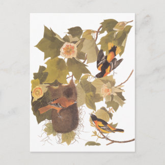 Audubons Baltimore Oriole-Vögel im Pappel-Baum Postkarte