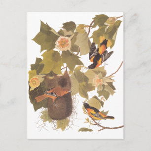 Audubons Baltimore Oriole-Vögel im Pappel-Baum Postkarte