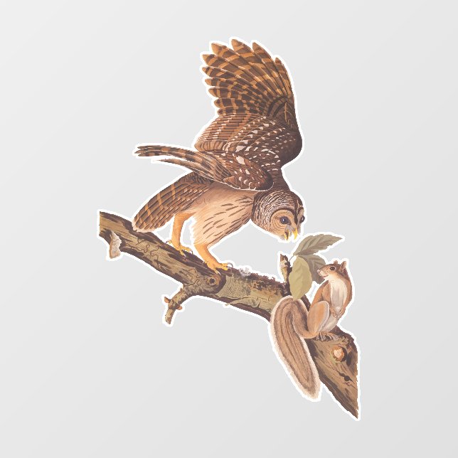 Audubon's Barred Owl and Eichhörnchen Odd Friends Fensteraufkleber (Blatt)