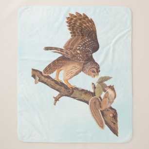 Audubon's Barred Owl and Eichhörnchen Odd Friends Sherpadecke