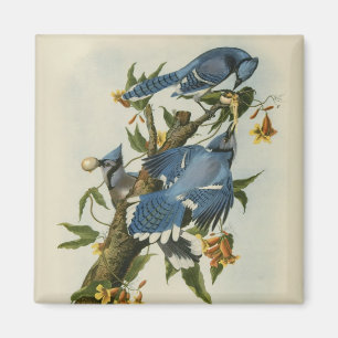 Audubons blaue Jay Magnet