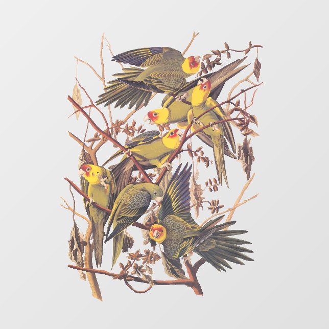 Audubons Carolina Parakeet Fensteraufkleber (Blatt)