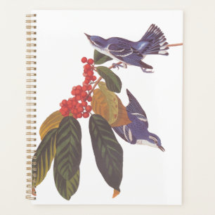 Audubons Cerulean Warbler Birds mit Bärenbeeren Planer