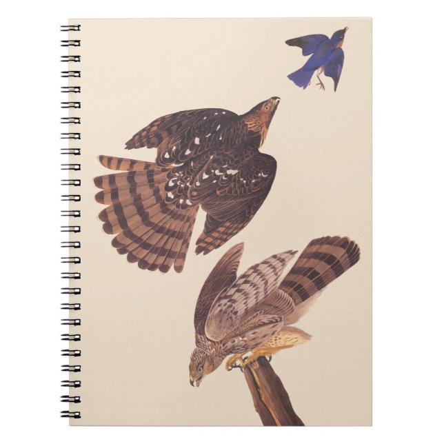 Audubons Coopers Hawk Bird of Prey Notizblock (Vorderseite)
