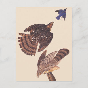 Audubons Coopers Hawk Bird of Prey Postkarte