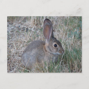 Audubons Cottontail Postkarte