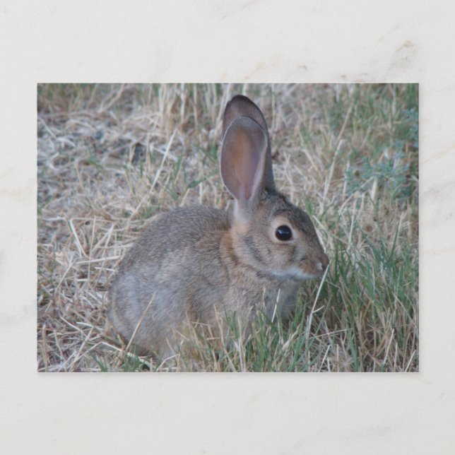 Audubons Cottontail Postkarte (Vorderseite)