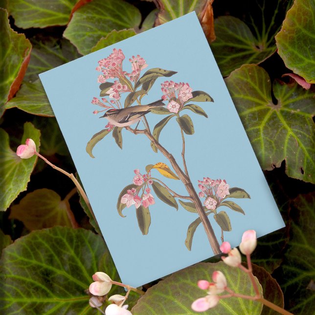 Audubon's Cuvier's Kinglet Bird auf Pink Calico-Bu Postkarte (Von Creator hochgeladen)